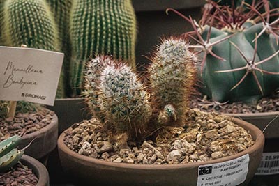 Mammillaria à épines rouges